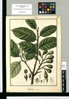 Foveolaria oblonga / Galvez. Original drawing from Ruiz & Pavón's Expedition (1777-1816)