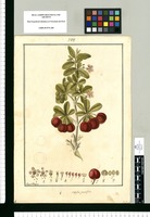 Malpighia punicifolia / Fran[cis]co Pulgar. Original drawing from Ruiz & Pavón's Expedition (1777-1816)
