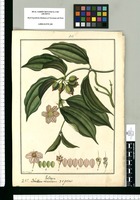 Valdesia repens / Fran[cis]co Pulgar. Original drawing from Ruiz & Pavón's Expedition (1777-1816)