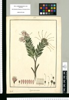 Bejaria lanceolata / Fran[cis]co Pulgar. Original drawing from Ruiz & Pavón's Expedition (1777-1816)