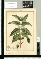 Psidium rypdocarpum / Fran[cis]co Pulgar. Original drawing from Ruiz & Pavón's Expedition (1777-1816)