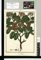 Mespilus lanuginosa / Fran[cis]co Pulgar. Original drawing from Ruiz & Pavón's Expedition (1777-1816)