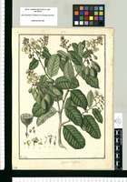 Capparis ovalifolia / Fran[cis]co Pulgar. Original drawing from Ruiz & Pavón's Expedition (1777-1816)