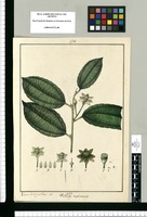 Walliera [sic] triplinervis / Xavier Cortes y Alcoser del. Original drawing from Ruiz & Pavón's Expedition (1777-1816)