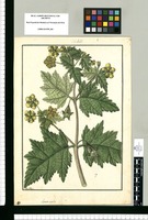 Loasa nitida / Fran[cis]co Pulgar. Original drawing from Ruiz & Pavón's Expedition (1777-1816)