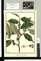 Lettsomia tomentosa / Fran[cis]co Pulgar. Original drawing from Ruiz & Pavón's Expedition (1777-1816)