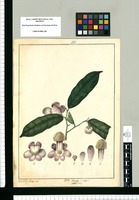 Lecythis subbiflora / Xav[ier] Cor[té]s y Alcozer del. Original drawing from Ruiz & Pavón's Expedition (1777-1816)