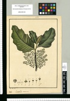 Curatella americana / Jose Rivera del. Original drawing from Ruiz & Pavón's Expedition (1777-1816)