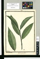 Annona squamosa L.; Annona parviflora / Ysidro Galvez. Original drawing from Ruiz & Pavón's Expedition (1777-1816)