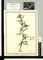 Bartsia trinervis / Ysidro Galvez. Original drawing from Ruiz & Pavón's Expedition (1777-1816)