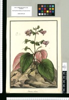 Gesneria violacea / Galvez. Original drawing from Ruiz & Pavón's Expedition (1777-1816)