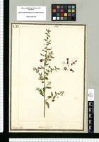 Dodartia fragilis / Brunete delin. Original drawing from Ruiz & Pavón's Expedition (1777-1816)