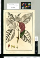 Besleria bicolor / Fran[cis]co Pulgar. Original drawing from Ruiz & Pavón's Expedition (1777-1816)