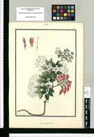 Eccremocarpus scaber / Ysidro de Galvez. Original drawing from Ruiz & Pavón's Expedition (1777-1816)