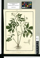 Cardamine hispidula / Fran[cis]co Pulgar. Original drawing from Ruiz & Pavón's Expedition (1777-1816)