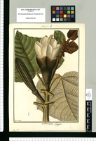 Ochroma lagopus / Fran[cis]co Pulgar. Original drawing from Ruiz & Pavón's Expedition (1777-1816)