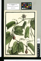 Passiflora rubra: Jacquin Icon. Var. t. 186 / Brunete. Original drawing from Ruiz & Pavón's Expedition (1777-1816)