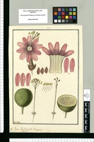 Partes Passiflorae ciliatae: V[ulgo] Purupuru / Fran[cis]co Pulgar. Original drawing from Ruiz & Pavón's Expedition (1777-1816)