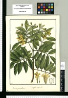 Bignonia stans L.; Tecoma granulosa / Galvez. Original drawing from Ruiz & Pavón's Expedition (1777-1816)