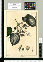 Bignonia / Jose Gab.l Rivera del. Original drawing from Ruiz & Pavón's Expedition (1777-1816)