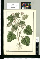 Sida [mitis] / Fran[cis]co Pulgar. Original drawing from Ruiz & Pavón's Expedition (1777-1816)