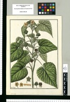 Sida mitis / Fran[cis]co Pulgar. Original drawing from Ruiz & Pavón's Expedition (1777-1816)