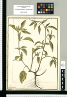 Malva pilosa / J[ose]ph Brunete. Original drawing from Ruiz & Pavón's Expedition (1777-1816)