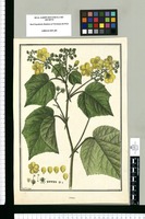 Urena / Fran[cis]co Pulgar. Original drawing from Ruiz & Pavón's Expedition (1777-1816)