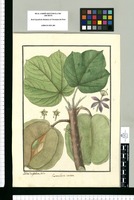 Cavanillesia cordata / Ysidro de Galvez delin. Original drawing from Ruiz & Pavón's Expedition (1777-1816)