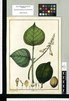 Erythrina ovata / Xav[ier] Cor[té]s y Alco[ce]r del. Original drawing from Ruiz & Pavón's Expedition (1777-1816)