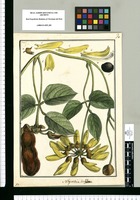 Negretia inflexa / Brunete. Original drawing from Ruiz & Pavón's Expedition (1777-1816)