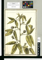 Psoralea capitata: Flor. per. / J[ose]ph Brunete. Original drawing from Ruiz & Pavón's Expedition (1777-1816)