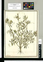 Vicia / J[ose]ph Brunete. Original drawing from Ruiz & Pavón's Expedition (1777-1816)