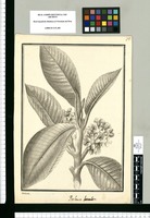 Palaua lanceolata / Galvez. Original drawing from Ruiz & Pavón's Expedition (1777-1816)
