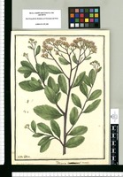 Tessaria dentata: Pajaro Bobo. G. Novum? / Ysidro Galvez. Original drawing from Ruiz & Pavón's Expedition (1777-1816)
