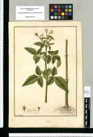 Bidens [pinnata]/ Fran[cis]co Pulgar. Original drawing from Ruiz & Pavón's Expedition (1777-1816)