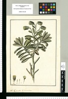 Caccalia [sic]: V[ulgo] Vira-vira / Fran[cis]co Pulgar. Original drawing from Ruiz & Pavón's Expedition (1777-1816)