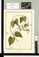 Eupatorium / Fran[cis]co Pulgar. Original drawing from Ruiz & Pavón's Expedition (1777-1816)