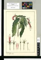 Lobelia edulis / Jose Rivera del. Original drawing from Ruiz & Pavón's Expedition (1777-1816)
