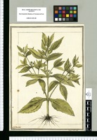 Eclipta alba Lin. / J[ose]ph Brunete. Original drawing from Ruiz & Pavón's Expedition (1777-1816)