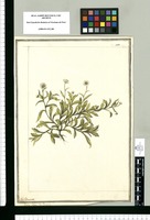 Bellis [tachado: foliosa] Flor Peruana / J[ose]ph Brunete. Original drawing from Ruiz & Pavón's Expedition (1777-1816)