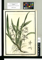 Rodriguezia ensiformis / Brunete. Original drawing from Ruiz & Pavón's Expedition (1777-1816)