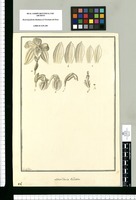 Maxillaria ciliata / Fran[cis]co Pulgar. Original drawing from Ruiz & Pavón's Expedition (1777-1816)