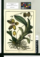 Maxillaria?; V(ulgo) Lirio / J[osé] G[abriel] R[ivera] del. Original drawing from Ruiz & Pavón's Expedition (1777-1816)