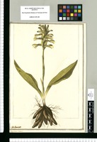 Satyrium luteum / J[ose]ph Brunete. Original drawing from Ruiz & Pavón's Expedition (1777-1816)