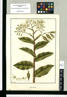 Epidendrum [densiflorum]/ Fran[cis]co Pulgar. Original drawing from Ruiz & Pavón's Expedition (1777-1816)