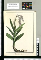 Epidendrum nutans / Brunete. Original drawing from Ruiz & Pavón's Expedition (1777-1816)