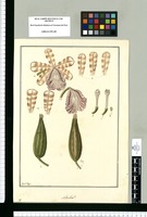 Sobralia? [dichotoma] / Fran[cis]co Pulgar. Original drawing from Ruiz & Pavón's Expedition (1777-1816)