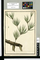 Limodorum? / J[ose]ph Brunete. Original drawing from Ruiz & Pavón's Expedition (1777-1816)