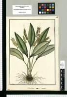 Humboldtia [sic] revoluta / Fran[cis]co Pulgar. Original drawing from Ruiz & Pavón's Expedition (1777-1816)